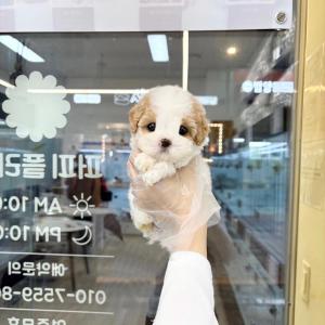 오색 매력 뿜뿜 파티 푸숑분양 보내요~