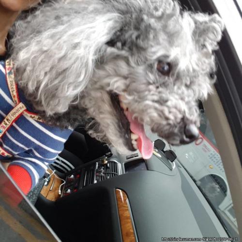 강남구 논현동 실버푸들 남