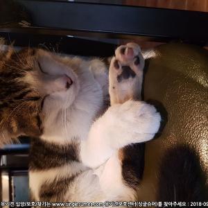 성북구 월곡동에 보호중인 냥이 분양합니다