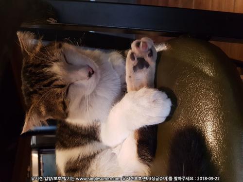 성북구 월곡동에 보호중인 냥이 분양합니다