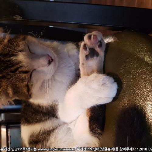 성북구 월곡동에 보호중인 냥이 분양합니다