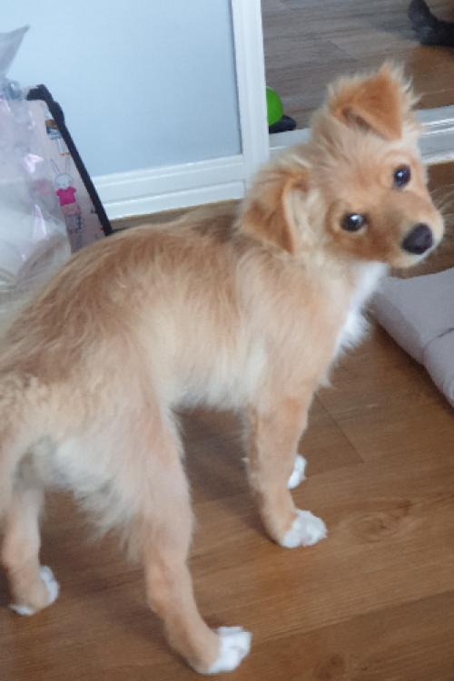 강아지 주인 찾습니다