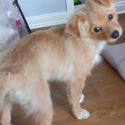 강아지 주인 찾습니다