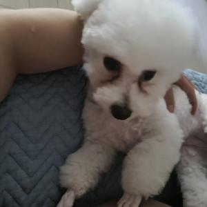 비숑 여아 현 4살로 추정 찾습니다