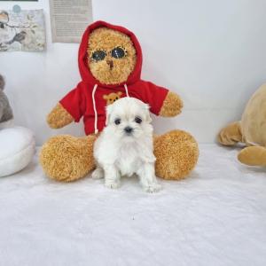 강아지분양 김포강아지분양 말티푸분양 말티즈상 많이 들어간 말티푸를 원하시는 견주님들! 귀여운 포도 아가를 소개합니다~