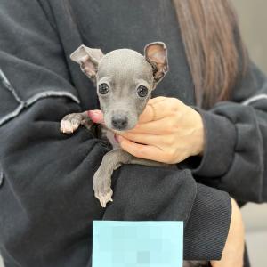 [30만원] 블루 이탈리안그레이하운드분양