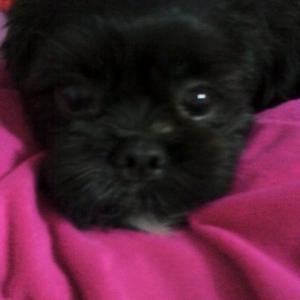 강아지를 찾습니다