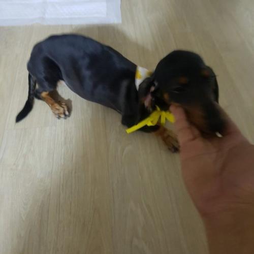 구미 상모동 닥스훈트