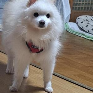 강아지 찾습니다(사례금 있어요)