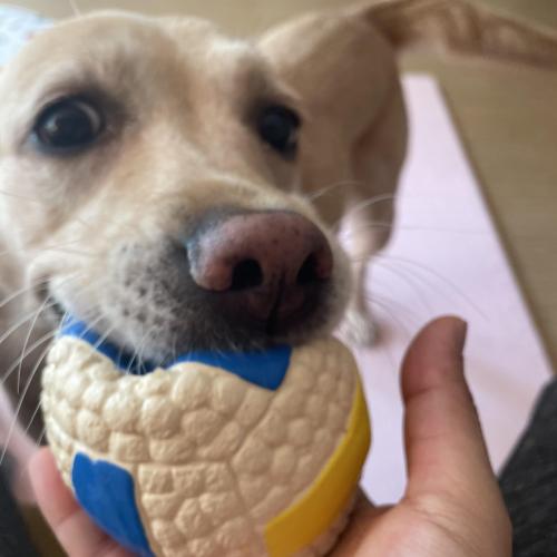 라브라도 리트리버 6살