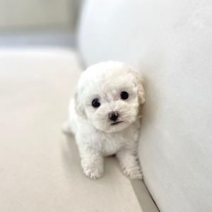 [ 10만원 ] 작은 비숑프리제 분양중입니다