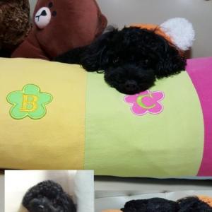 토이푸들 검정색 이름은 곤치