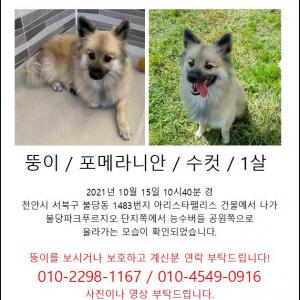 연한갈색 입주변 까만색 포메라니안 찾아요