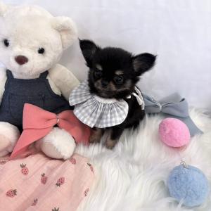 ( 45만 ) 당당하고 영리한 장모 치와와 남아 소개