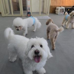 강아지찾아요 영종도 씨사이드파크 하늘구름광잔