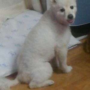 (도와주세요)강아지빼꼼이찾습니다