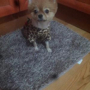 포메라니안 여아 갈색분양받고싶어요