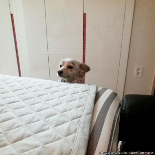 웰시코기 믹스  .  검정 푸들