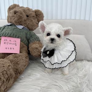 [35만원] 2개월령 토끼비숑 왕자님 가족을 찾아요 ❤