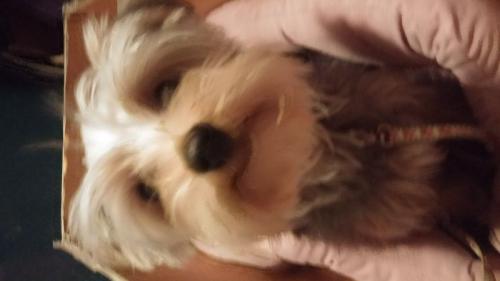 강아지 무료입양