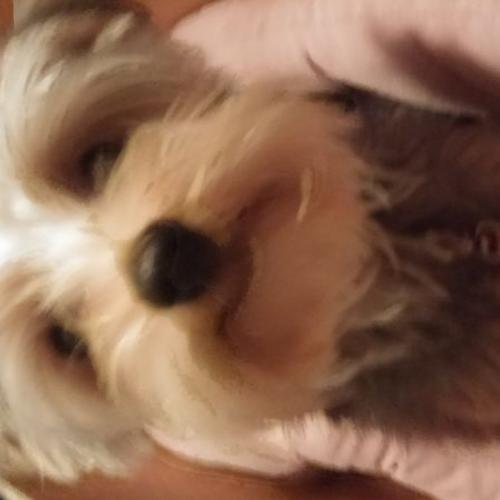 강아지 무료입양