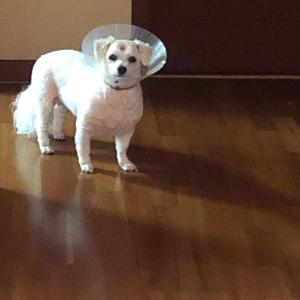 비숑프리제(짧은털) 찾습니다.