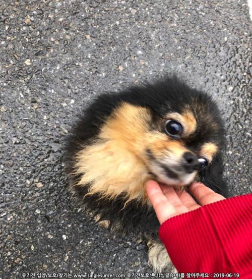 화곡역에서 부천방향 가는 길에서 구조한 검은색 포메라니안 보호중