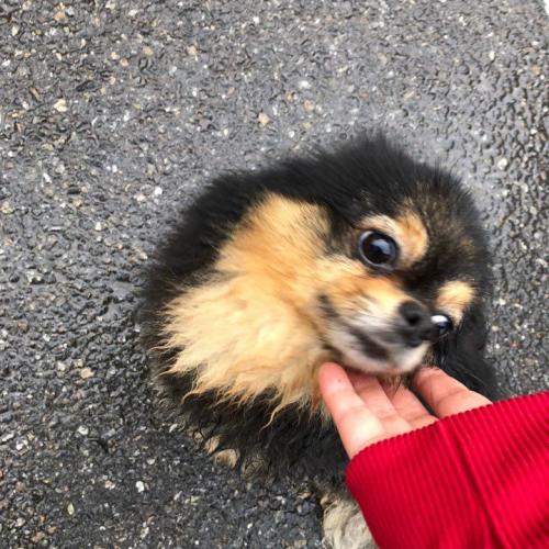 화곡역에서 부천방향 가는 길에서 구조한 검은색 포메라니안 보호중