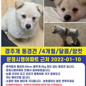 10일 오후 8시 30분 / 동경견 4개월 암컷 /문정동 문정시영아파트 근처에서 잃어버렸어요