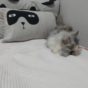먼치킨 고양이
