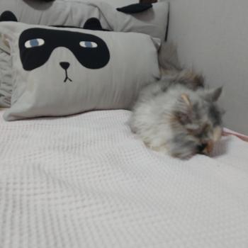 먼치킨 고양이