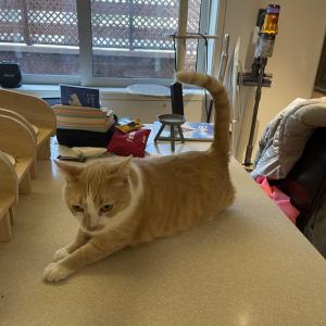 치즈냥이 분실 찾으시면 꼭 연락드려요!!!