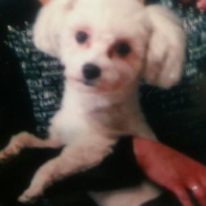 하얀색 말티즈를 찾습니다.