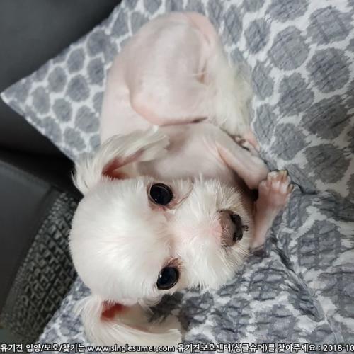 경주 강아지 보호중(완료)