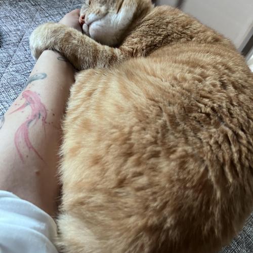 몸이 아파서 ...마음좋은분 저고양이를 때려주세요..무료