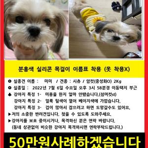 창원시 진해구 시츄를 찾습니다