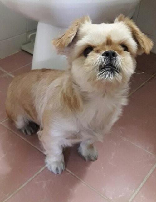 신림동,미성동,독산3동  푸르지오후문쪽에서 갈색 믹스견 보호중입니다