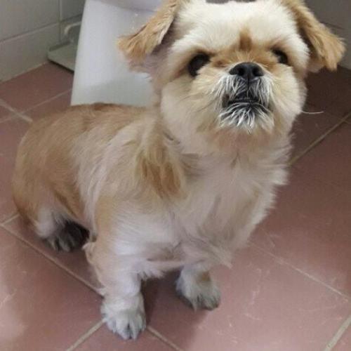 신림동,미성동,독산3동  푸르지오후문쪽에서 갈색 믹스견 보호중입니다