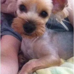 잃어버린요키찾습니다.