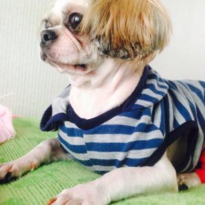 시추(쫑이)를찾습니다