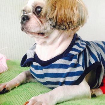 시추(쫑이)를찾습니다