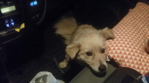 믹스견 주인을 찾습니다.