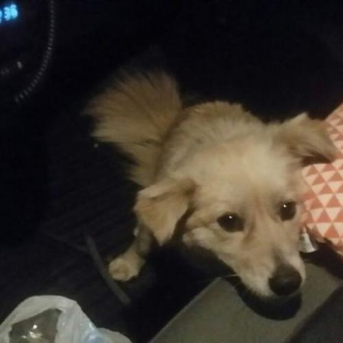 믹스견 주인을 찾습니다.