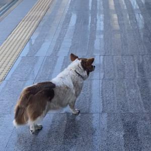 양산 증산/ 강아지 주인 찾아요