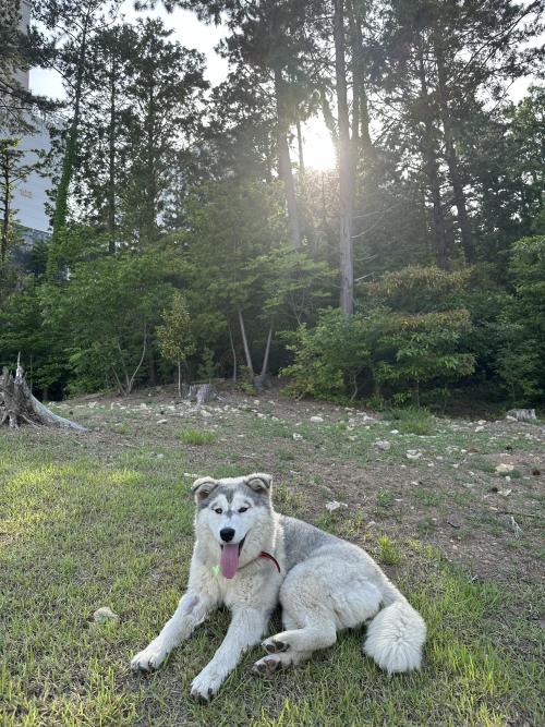임시 보호중입니다 새로운 가족이되어주세요