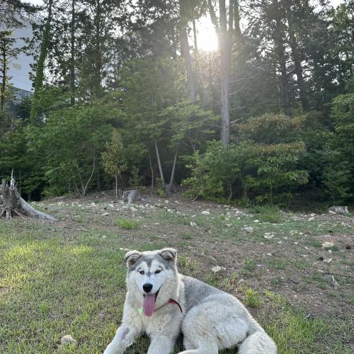 임시 보호중입니다 새로운 가족이되어주세요