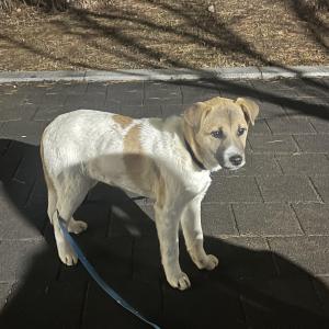 경기 향동 진도믹스 아기 강아지를 구조해 보호중