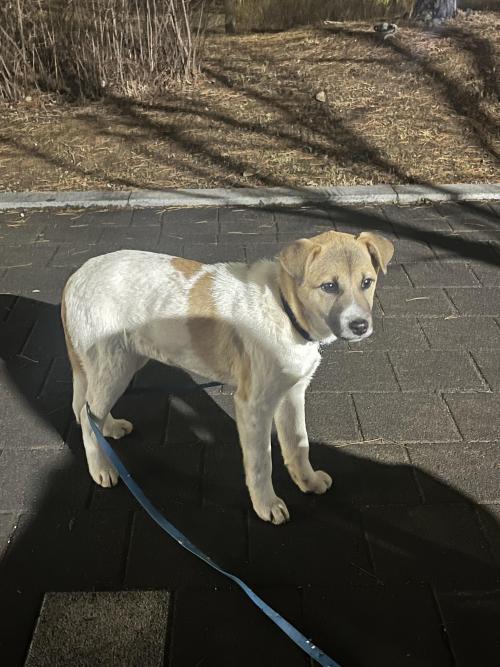 경기 향동 진도믹스 아기 강아지를 구조해 보호중