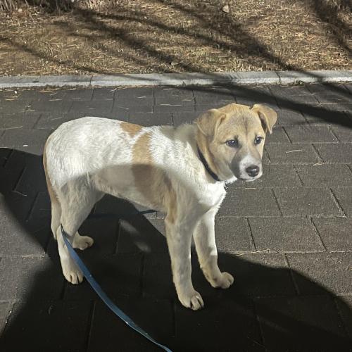 경기 향동 진도믹스 아기 강아지를 구조해 보호중