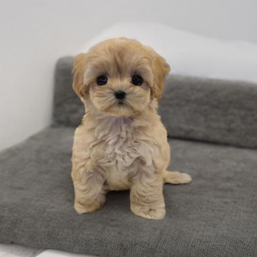 2달 말티푸 분양드립니다